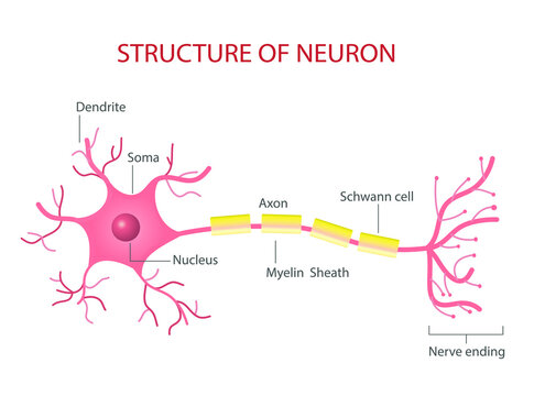 Neuron cell vector information on white background