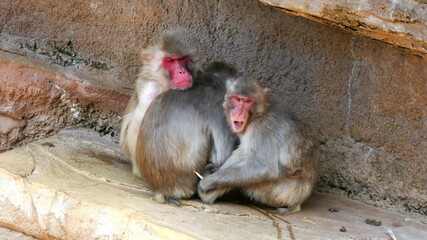 Obraz premium 動物園の昼下がりでくつろいでいるサルたち