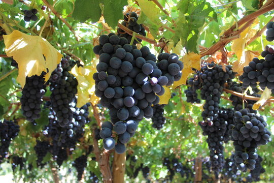 ribier variety table grapes for export