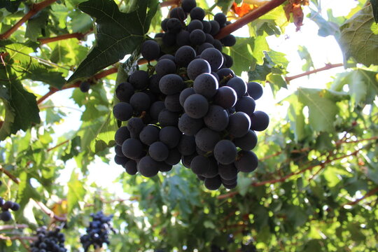 ribier variety table grapes for export
