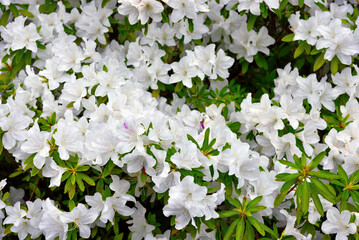 Euroflora nervi parks garden Genoa Italy