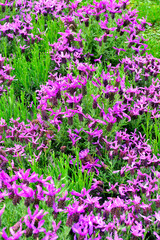 Euroflora nervi parks garden Genoa Italy