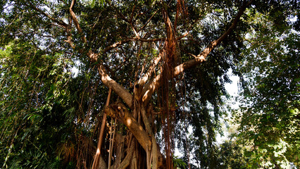 Fototapeta premium Big old tree with hanging roots at Lapangan Banteng Park, Jakarta