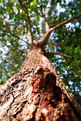 Naklejka premium Bottom view of texture tree trunk to blurred leaves of big tree in public park. Fresh environment in park