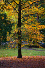 A single tree in a park with autumn leaves of orange and yellow, after the rain. Vertical, portrait format. Copy space.