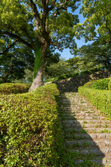 舞鶴公園の大木A