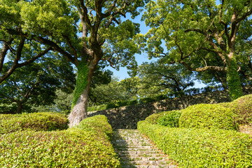 舞鶴公園の大木