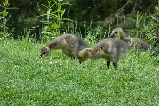 Close up of beautiful yellow fluffy greylag goose babies goslings in spring, Anser anser is a species of large goose in the waterfowl family Anatidae