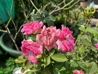 pink rose flower in nature garden