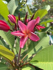 pink plumeria flower in nature garden