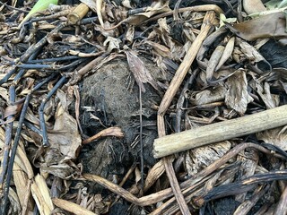 close up root water hyacinth for agriculture