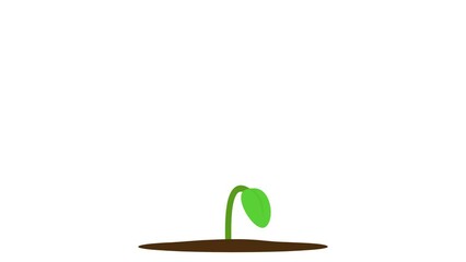 Green plants grow from seeds simple animation isolated on white background