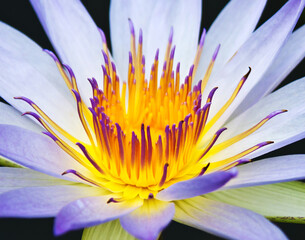 water lily close up