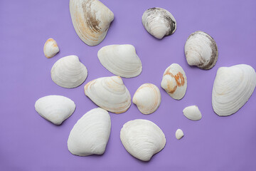 Sea white shells on a lilac background