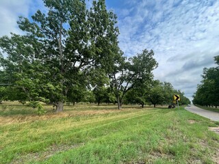 Rural country Pecan Tree plantation orchard distant trees