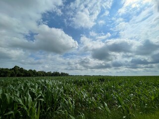 Rural country corn farm in and sky Georgia