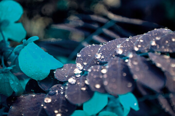 Closeup water drops on dark purple leaves