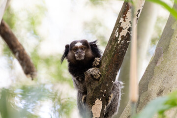 Naklejka premium Wied’s marmoset (Callithrix kuhlii), also known as Wied’s black-tufted-ear marmoset are the smallest primate monkeys on earth