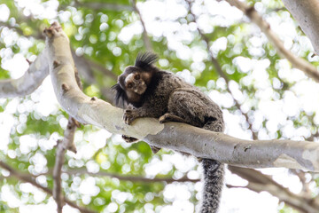 Wied’s marmoset (Callithrix kuhlii), also known as Wied’s black-tufted-ear marmoset are the smallest primate monkeys on earth