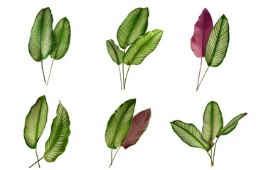 Set of  Calathea ornata ( Pin - stripe calathea )leaves Tropical foliage isolated on white