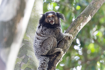 Wied’s marmoset (Callithrix kuhlii), also known as Wied’s black-tufted-ear marmoset are the smallest primate monkeys on earth
