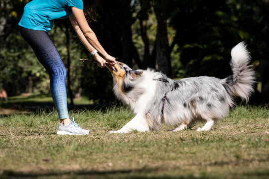 Dog breed - Rough Collie (Long-Haired Collie) play with owner (female) in a clearing in the sun in summer in Brazil. Man and dog are playing. The dog and the man pull the stick.