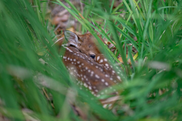 Obraz premium Fawn in the grass