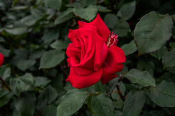 薔薇の花　アレックスレッド