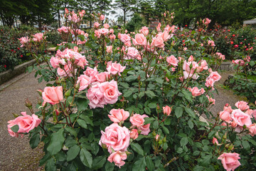 薔薇園の薔薇の花　プリンセス　アイコ