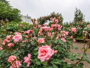 薔薇園の薔薇の花　プリンセス　アイコ