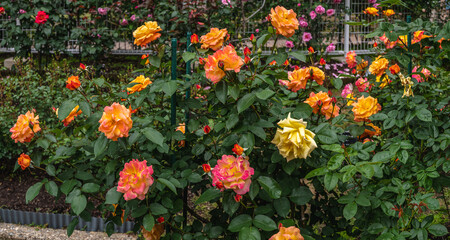 Naklejka premium 薔薇園の薔薇 アンネフランクの思い出