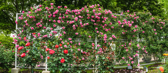 薔薇園の薔薇のフェンス