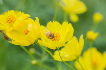 Obraz premium 花 コスモス 植物 クローズアップ 自然, 