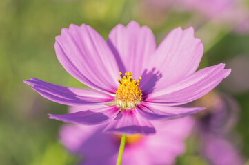 Fototapeta premium 花 コスモス 植物 クローズアップ 自然, 
