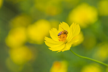 花　コスモス　植物　クローズアップ　自然, 