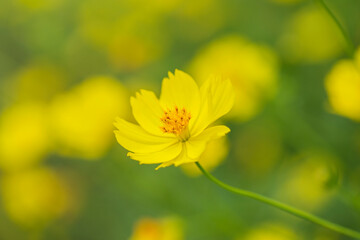 Obraz premium 花 コスモス 植物 クローズアップ 自然, 
