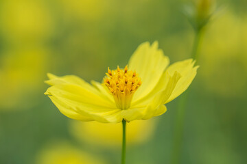 花　コスモス　植物　クローズアップ　自然, 