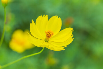 花　コスモス　植物　クローズアップ　自然, 