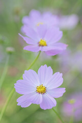 Fototapeta premium 花 コスモス 植物 クローズアップ 自然, 