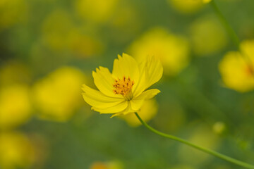 花　コスモス　植物　クローズアップ　自然, 