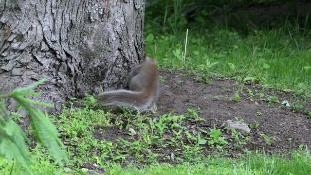 adorable grey squirrels playfully rolling around on overcast spring day in northern New Jersey