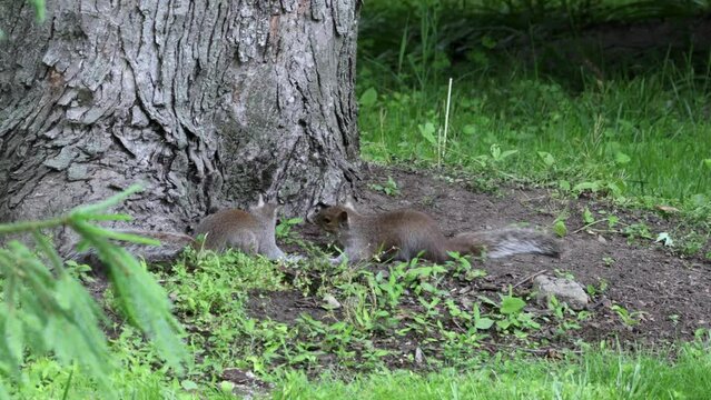 adorable grey squirrels playfully rolling around on overcast spring day in northern New Jersey