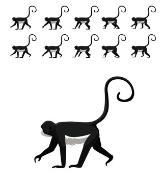 Animal Animation Primate Ape Spider Monkey Moves Frame Sequence Cute Cartoon Vector Illustration