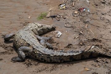 Crocodile in the sun