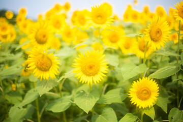 Sunflower field