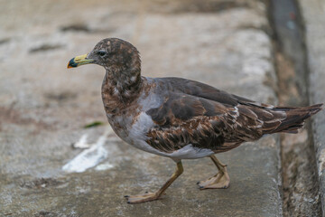 Belcher's gull on the beach