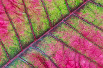 Poinsettia leaf (Euphorbia pulcherrima) abstract macro, green and pink colors and texture details.