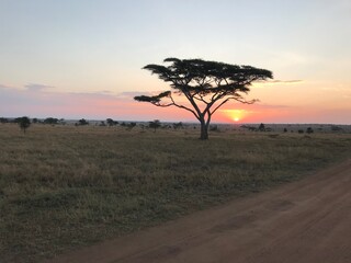 sunset in the savannah
