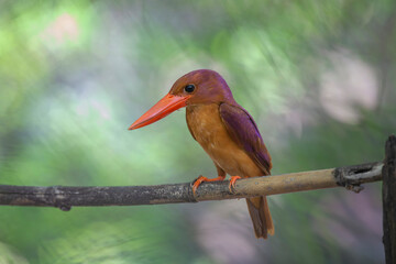 Ruddy Kingfisher perched on a branch with clipping path.
