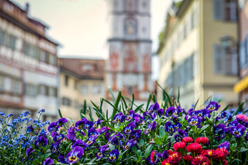 Wangen im Allgäu